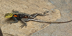 Agama planiceps